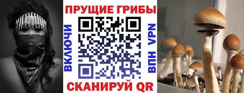 Псилоцибиновые грибы прущие грибы  Купить закладки  Приозерск 